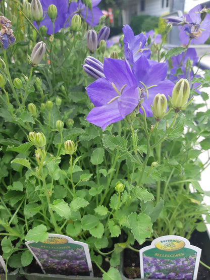4" Bellflower 'Campanula'