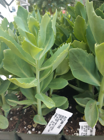 4" Sedum (Stonecrop)