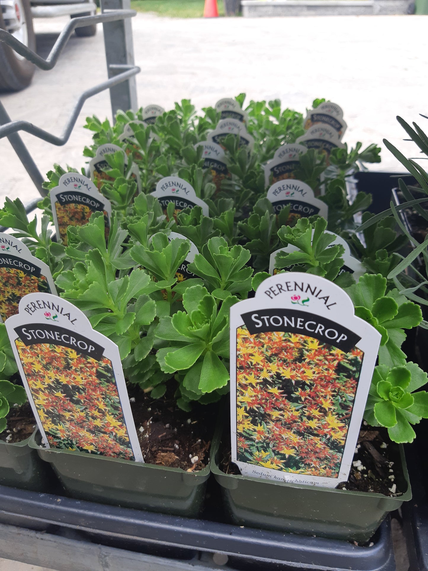 4" Sedum (Stonecrop)