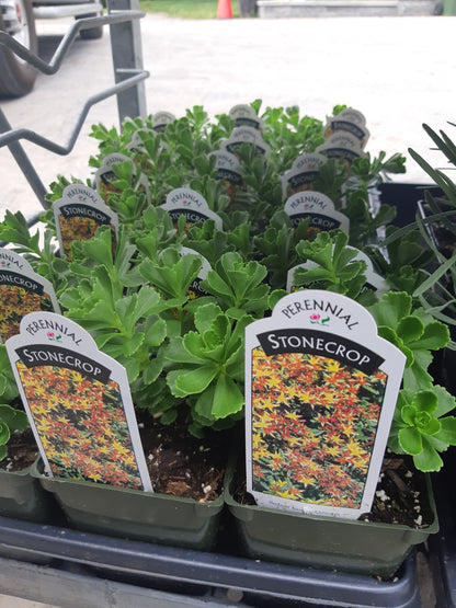 4" Sedum (Stonecrop)