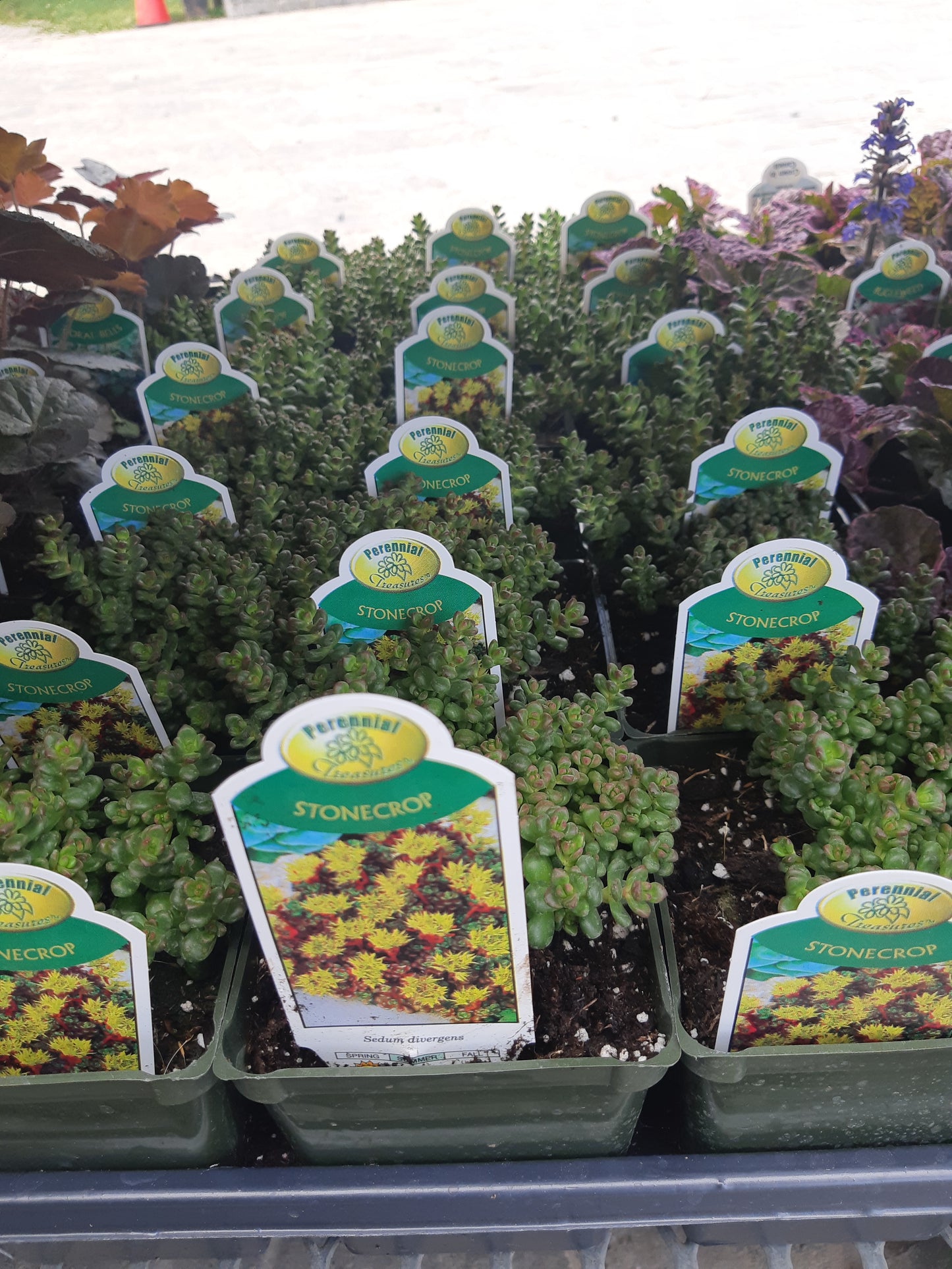 4" Sedum (Stonecrop)