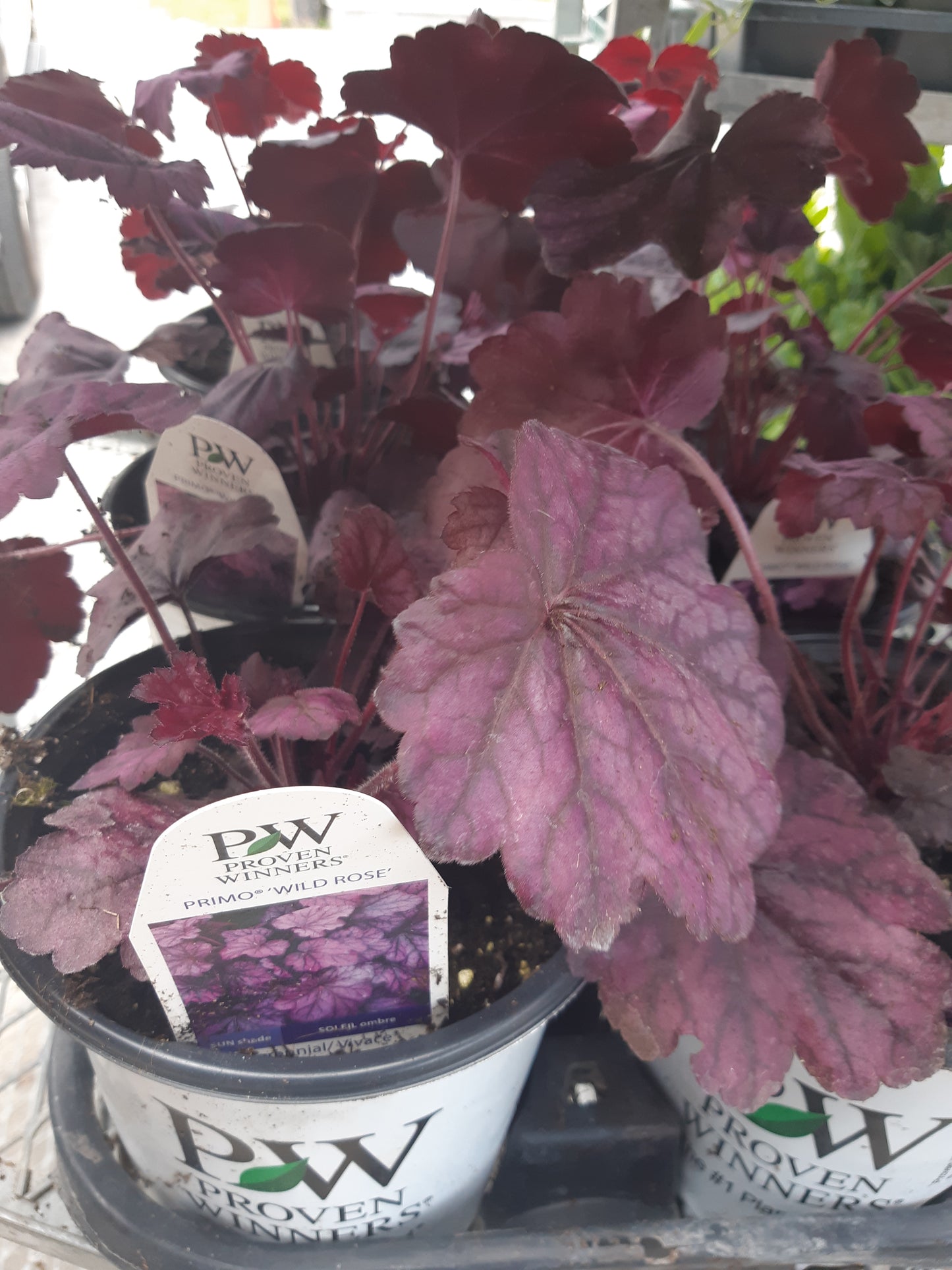 1 Gal Heuchera (Coral Bells)