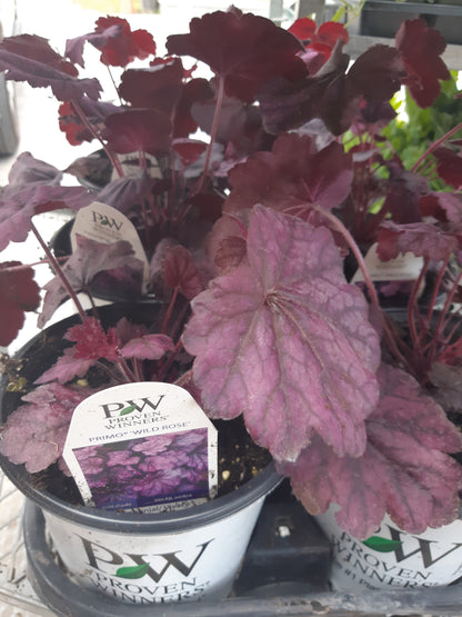 1 Gal Heuchera (Coral Bells)