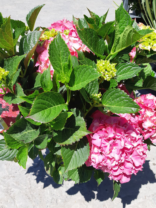 Forever Pink Hydrangea