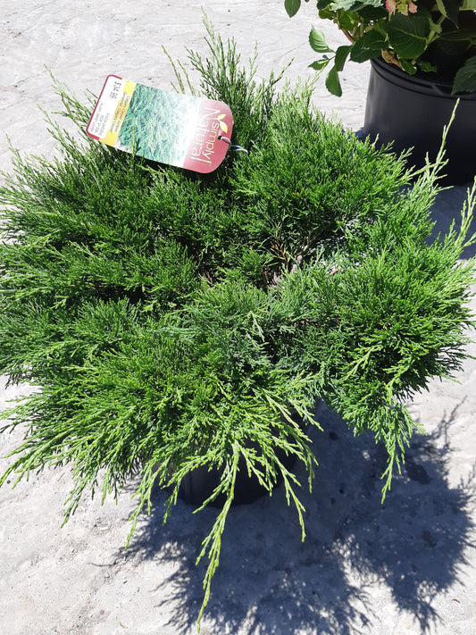 Calgary Carpet Juniper