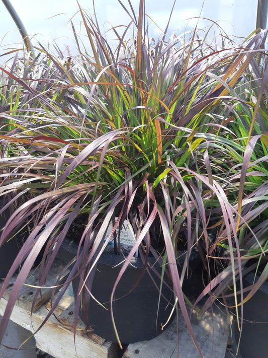Purple Fountain Grass