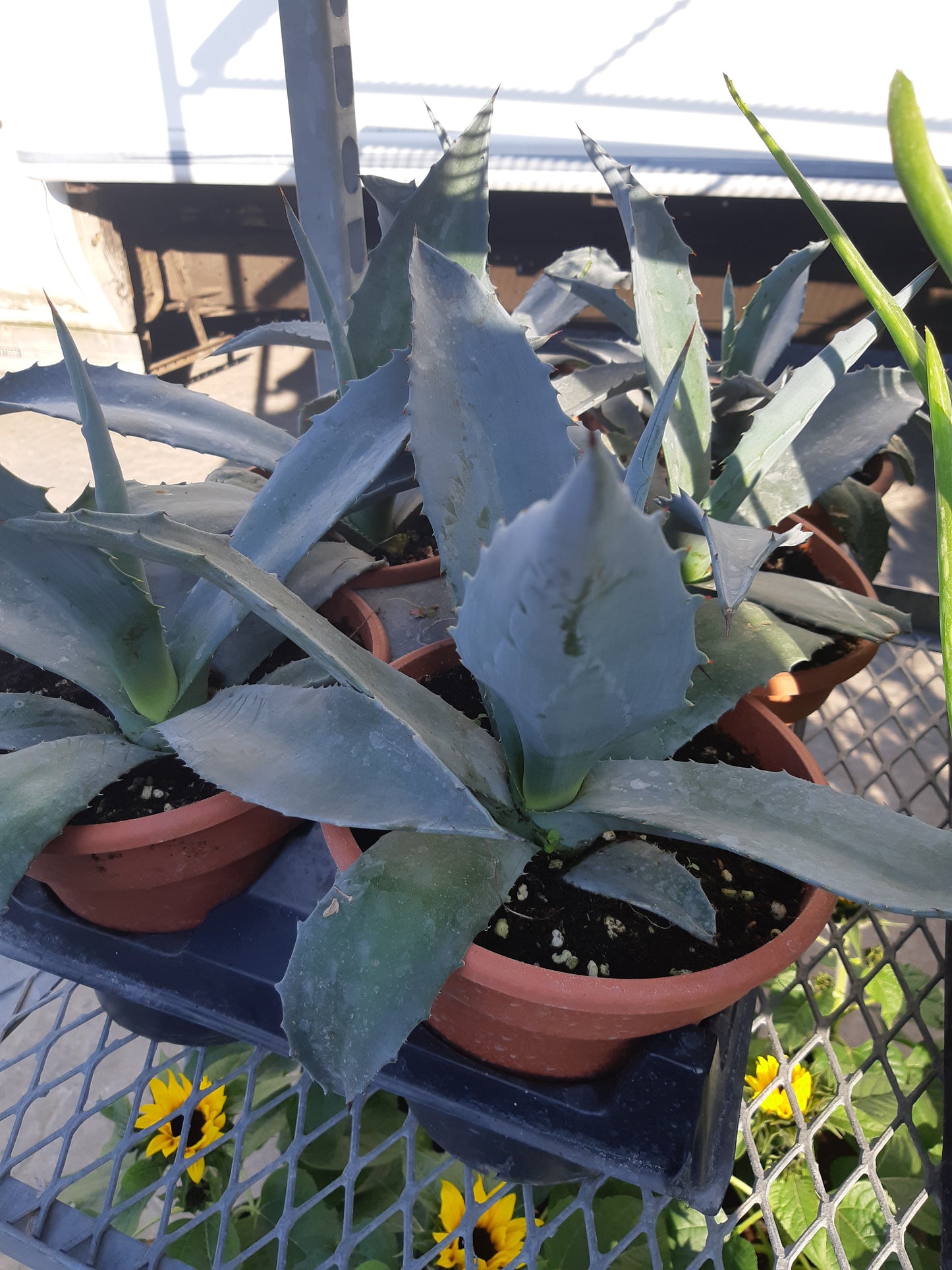 6" Agave