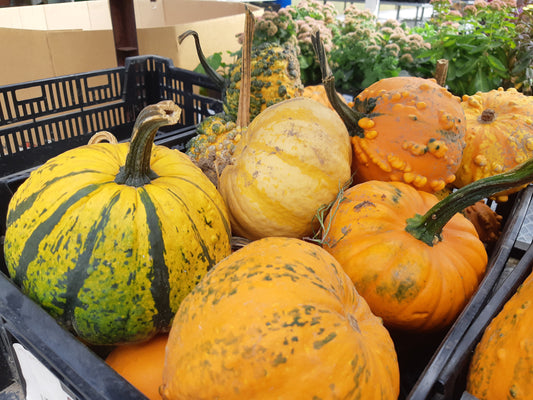 Ornamental Gourds (Assorted)