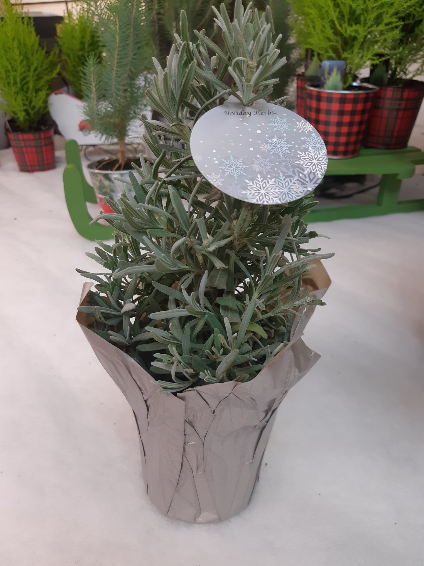 Potted Lavender Tree