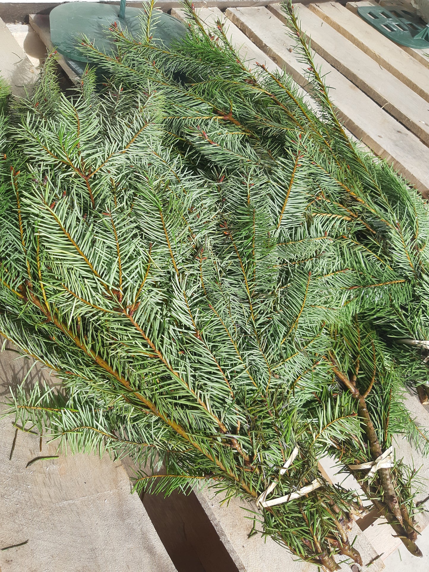 BC Douglas Fir