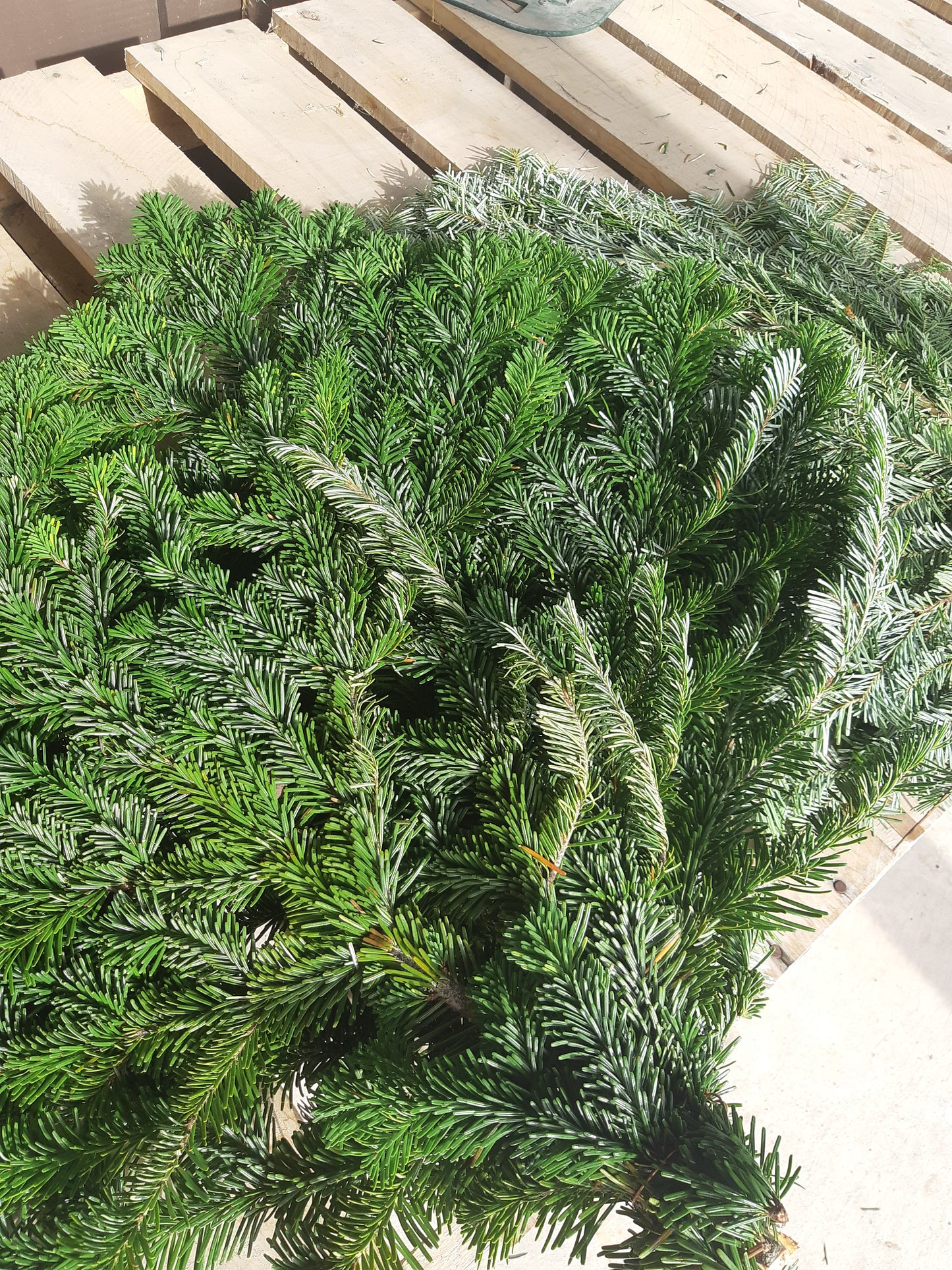 BC Silver Fir