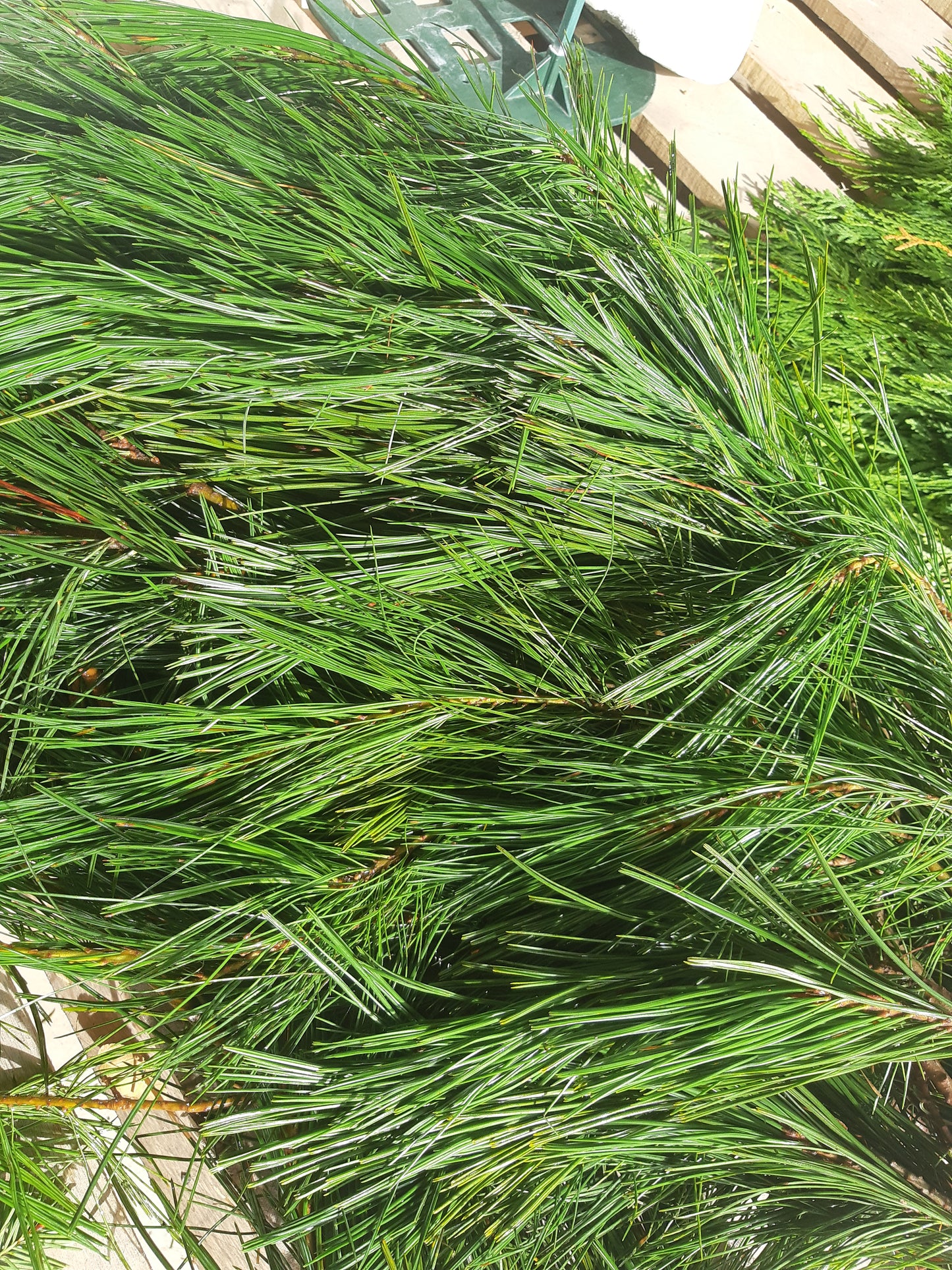 BC Western White Pine