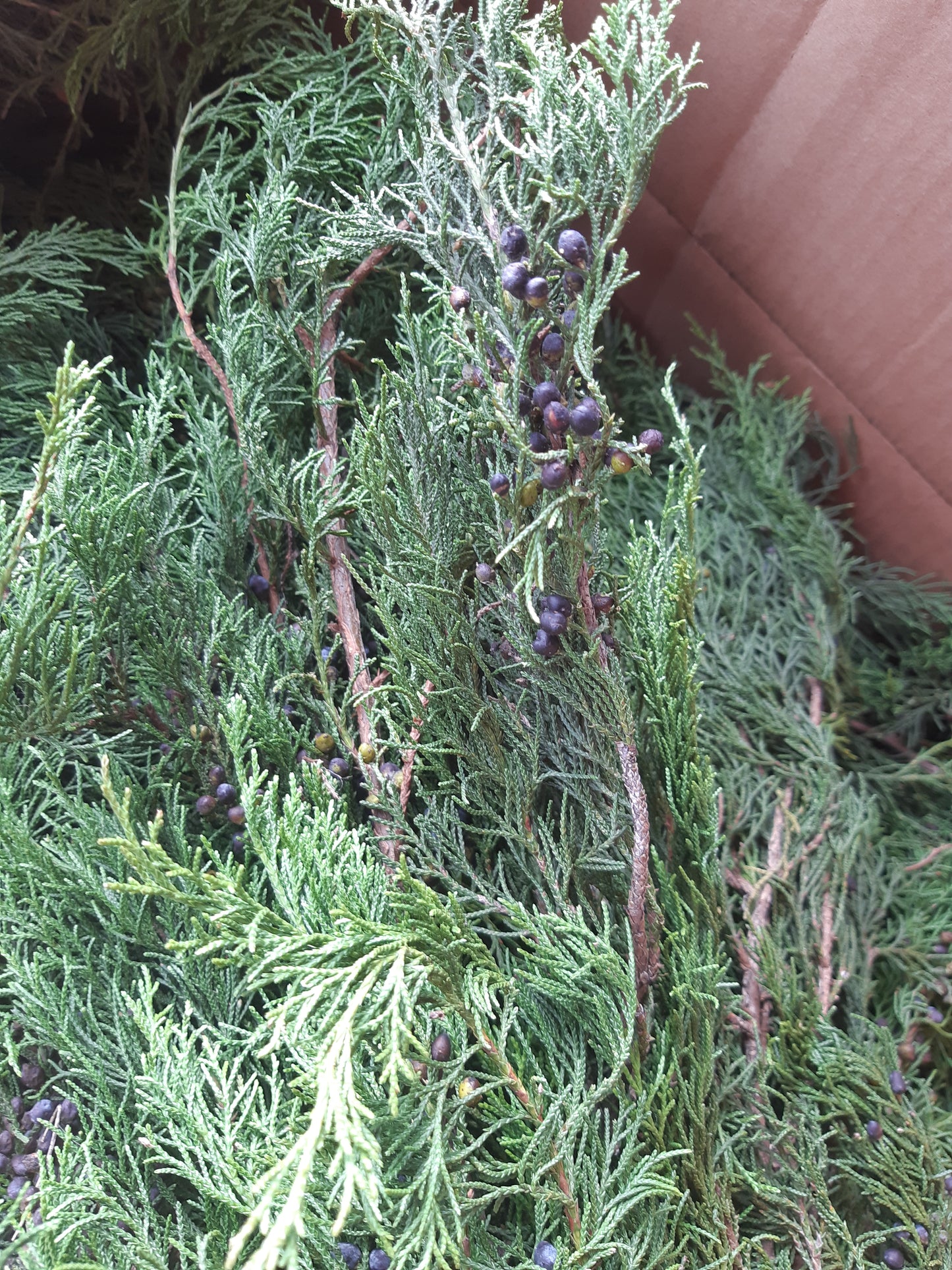 Blueberry Cedar Boughs