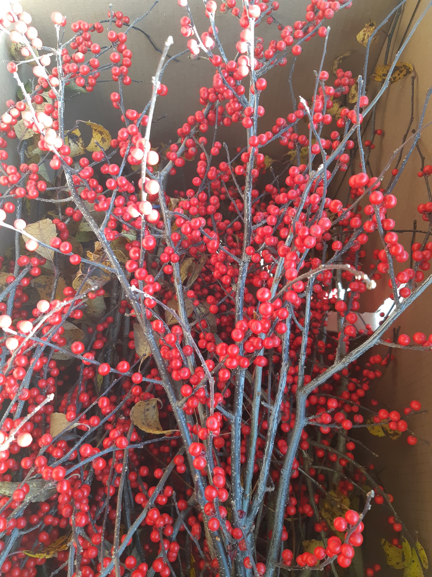 Cut Ilex (Winterberry) bunch