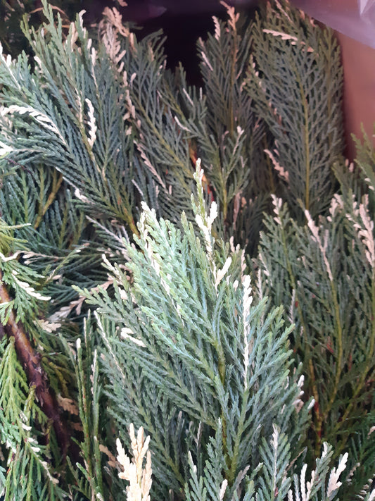 Leyland Cypress Boughs