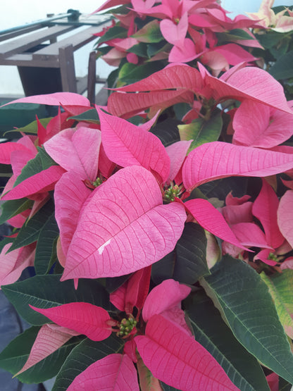 Poinsettia