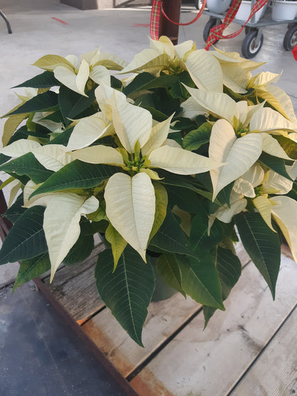 Poinsettia