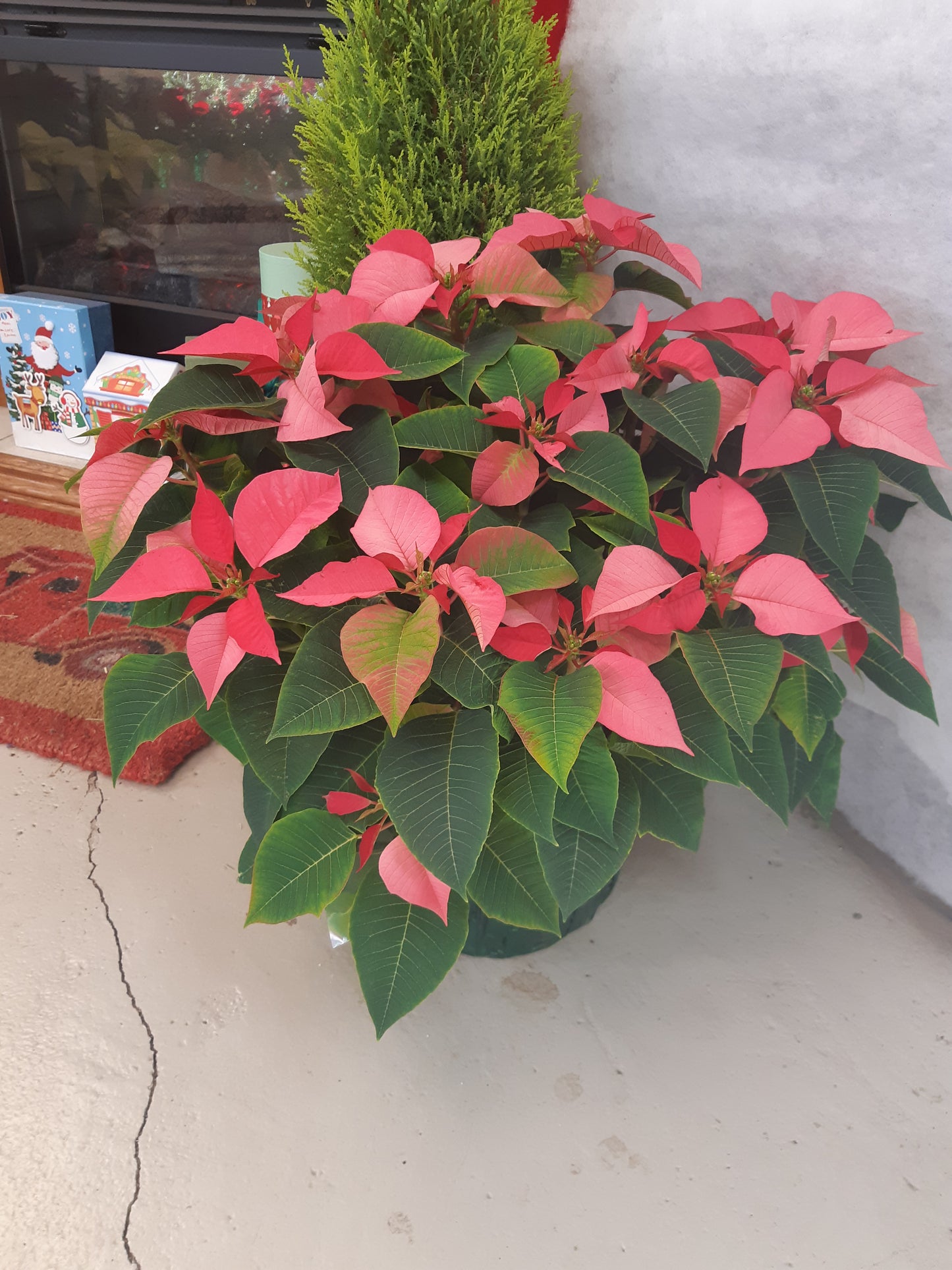 Poinsettia