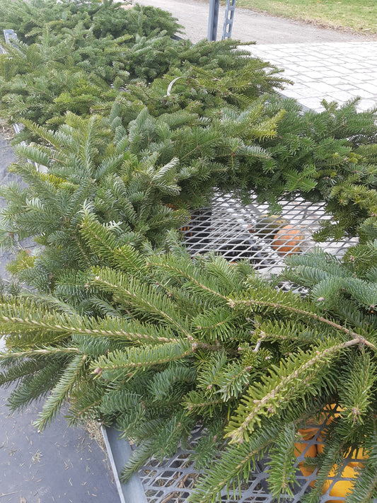 Fresh Wreaths - Balsam Fir