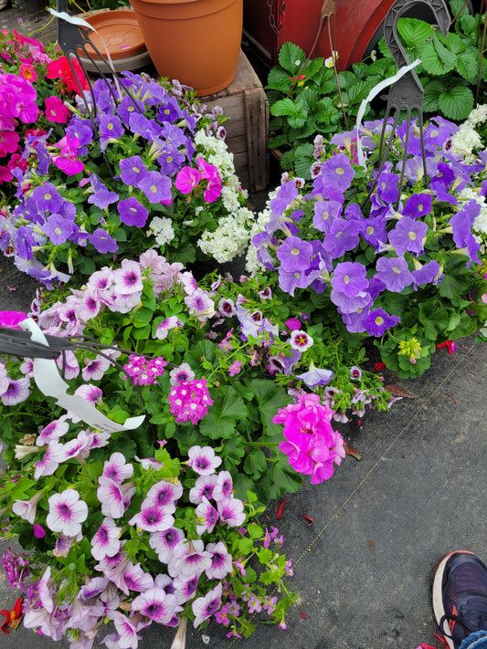 13"  Hanging Baskets Assorted