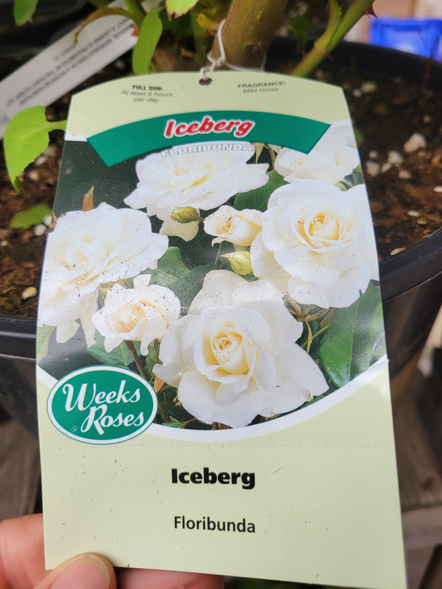 Weeks Roses 'Iceberg' (Floribunda)