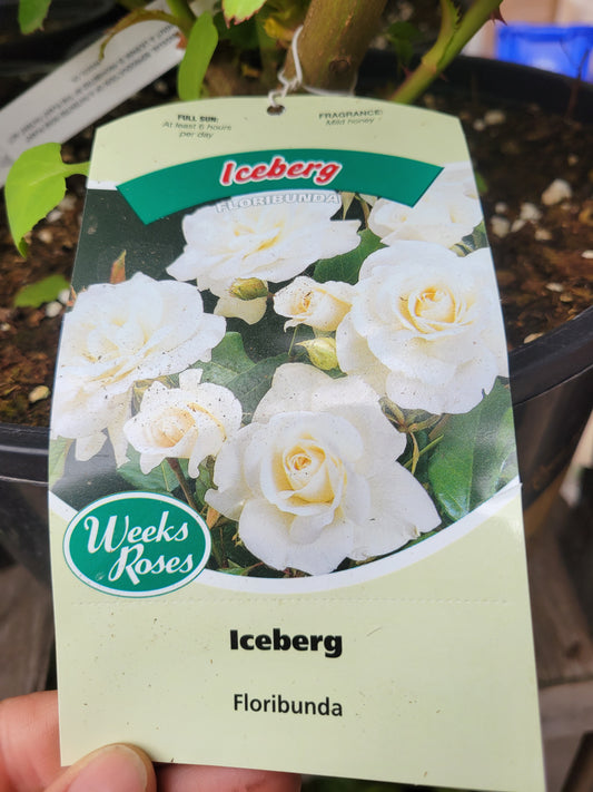 Weeks Roses 'Iceberg' (Floribunda)