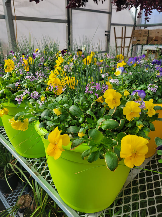 13" Mixed Pansy Planters