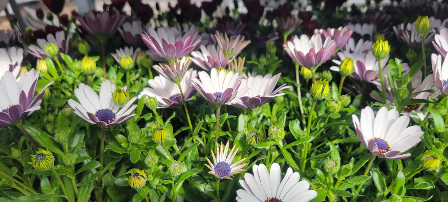 4" Osteo Daisy