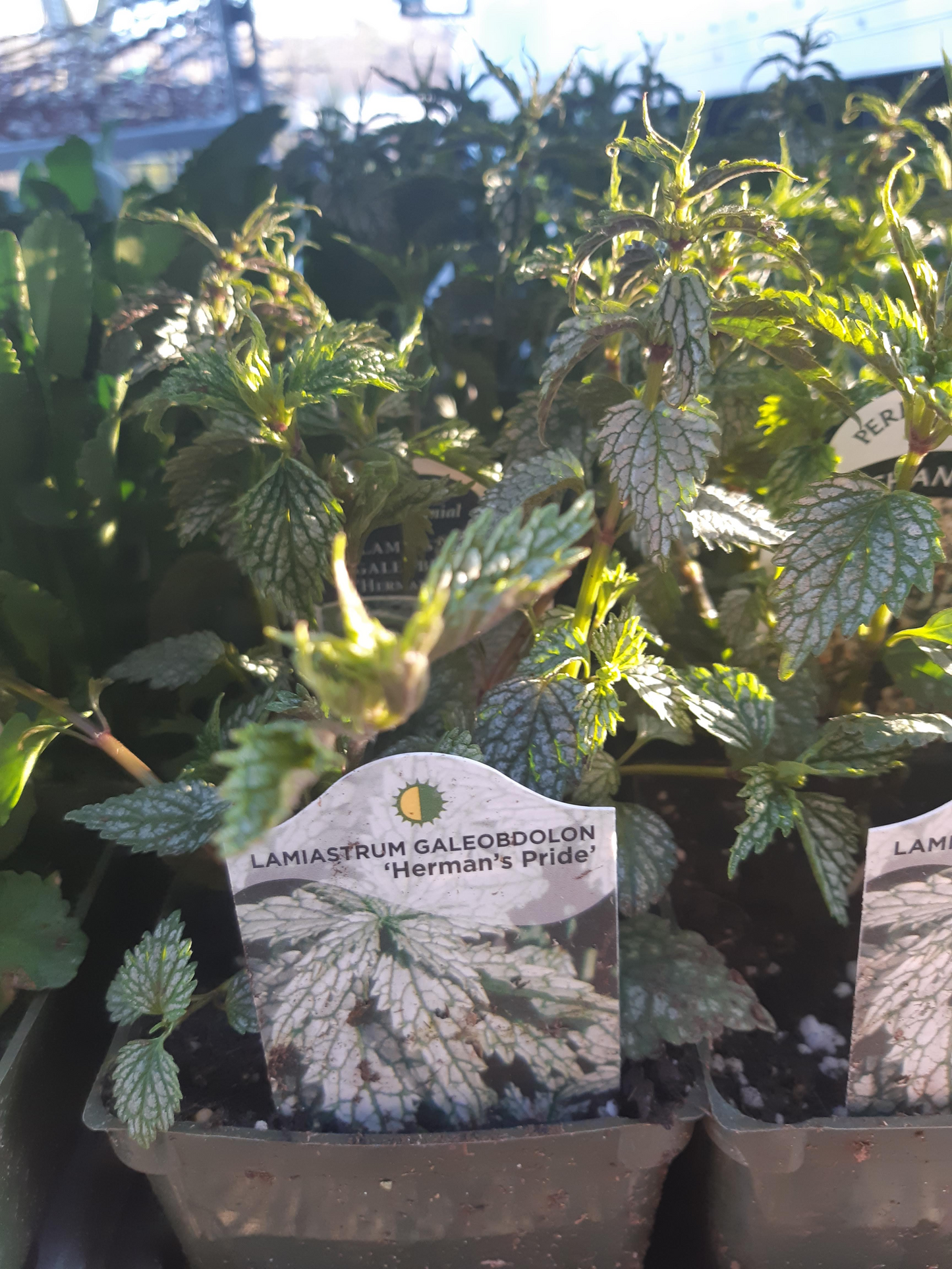 4" Lamiastrum Galeobdolon 'Herman's Pride'