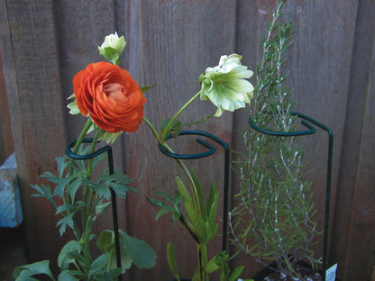 Luster Leaf Plant Supports