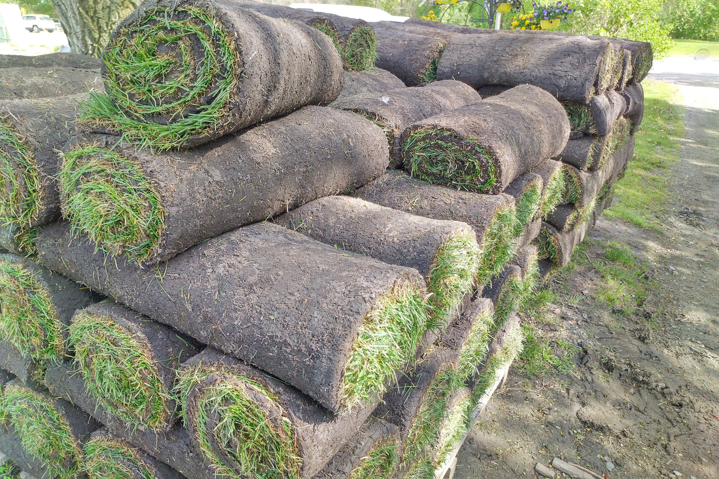 SOD ROLL *Must be Laid Within 24hrs//Water Consistantly for up to 2 Weeks*  No Returns or Exchange