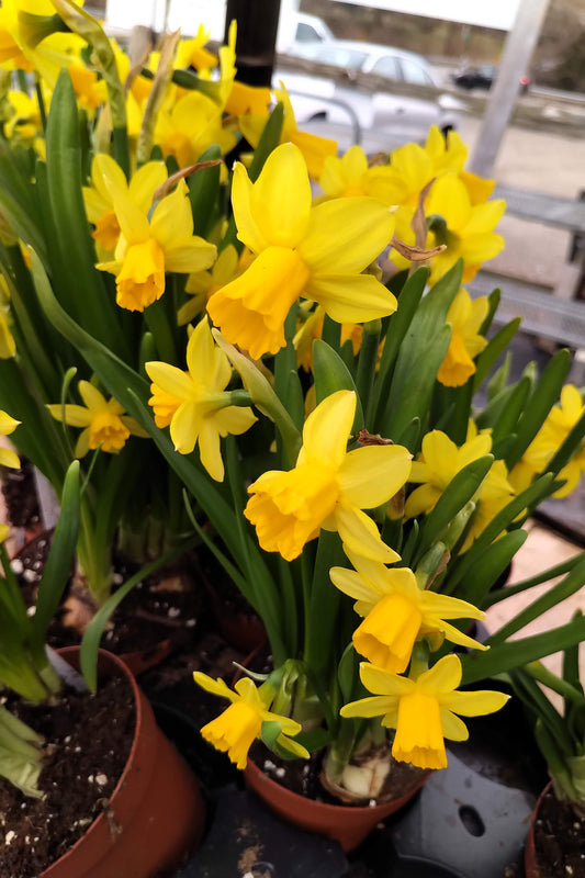 6" Potted Bulbs