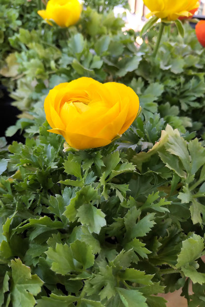 4.5" Ranunculus