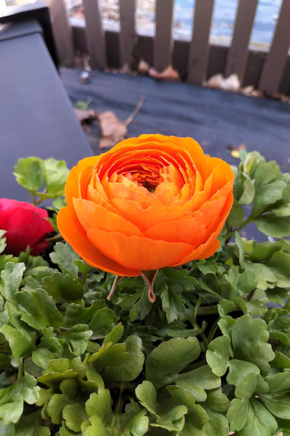 4.5" Ranunculus