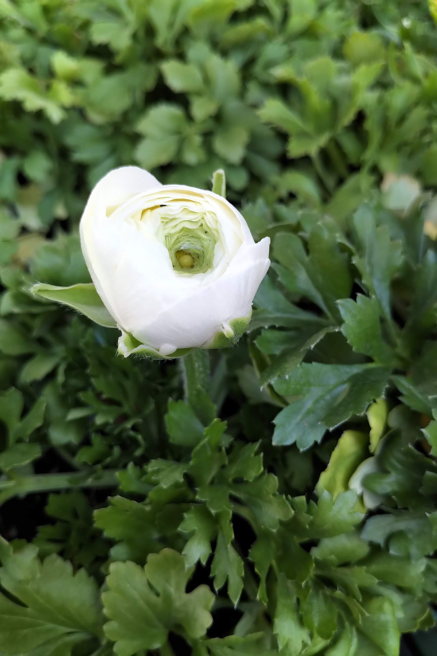 4.5" Ranunculus