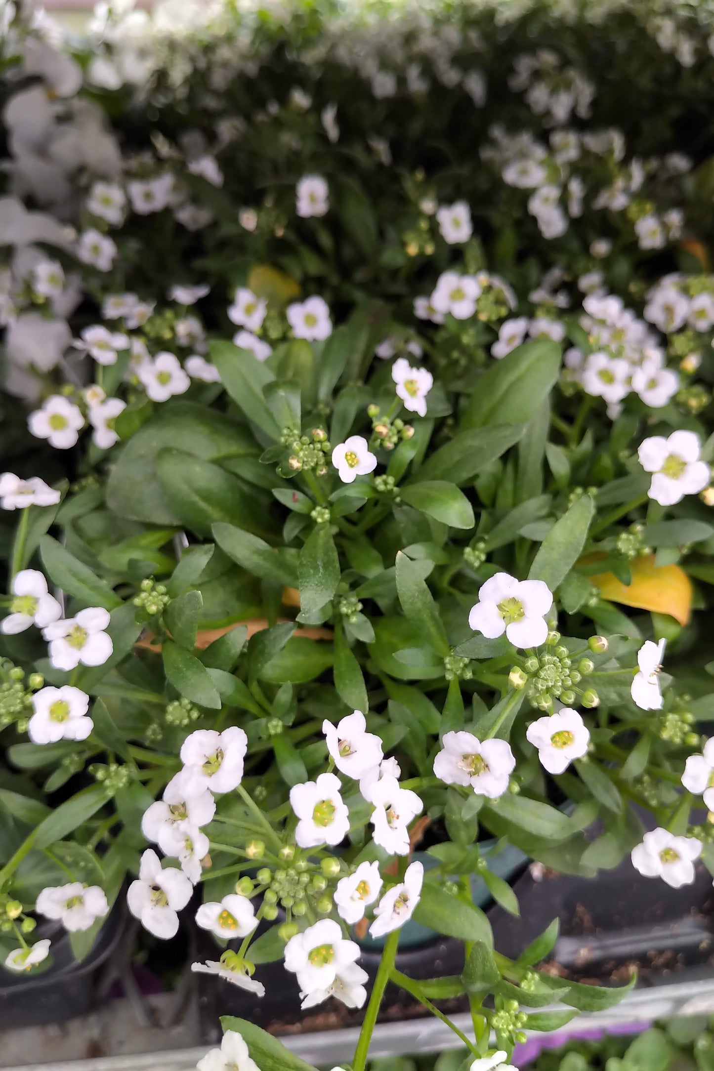 4.5" Alyssum