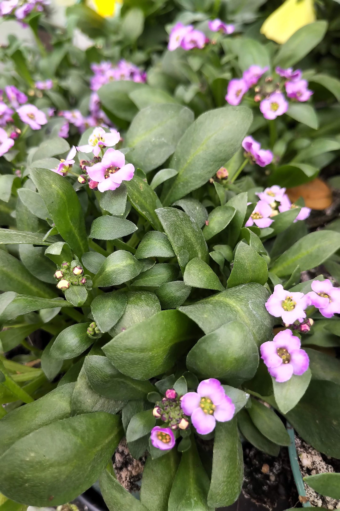 4.5" Alyssum