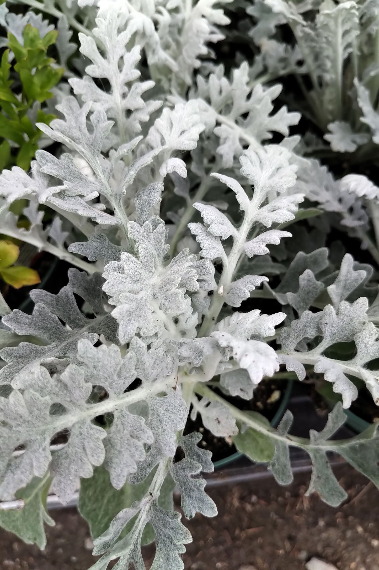 4" Dusty Miller