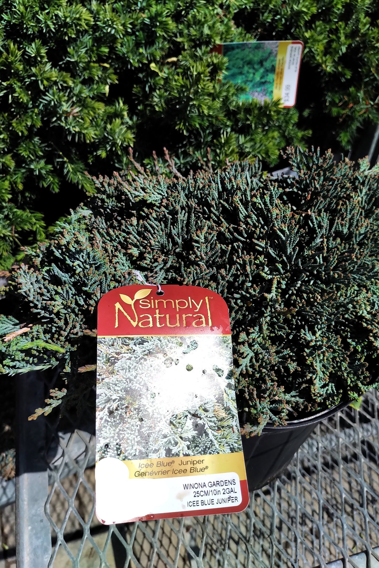 Icee Blue Juniper