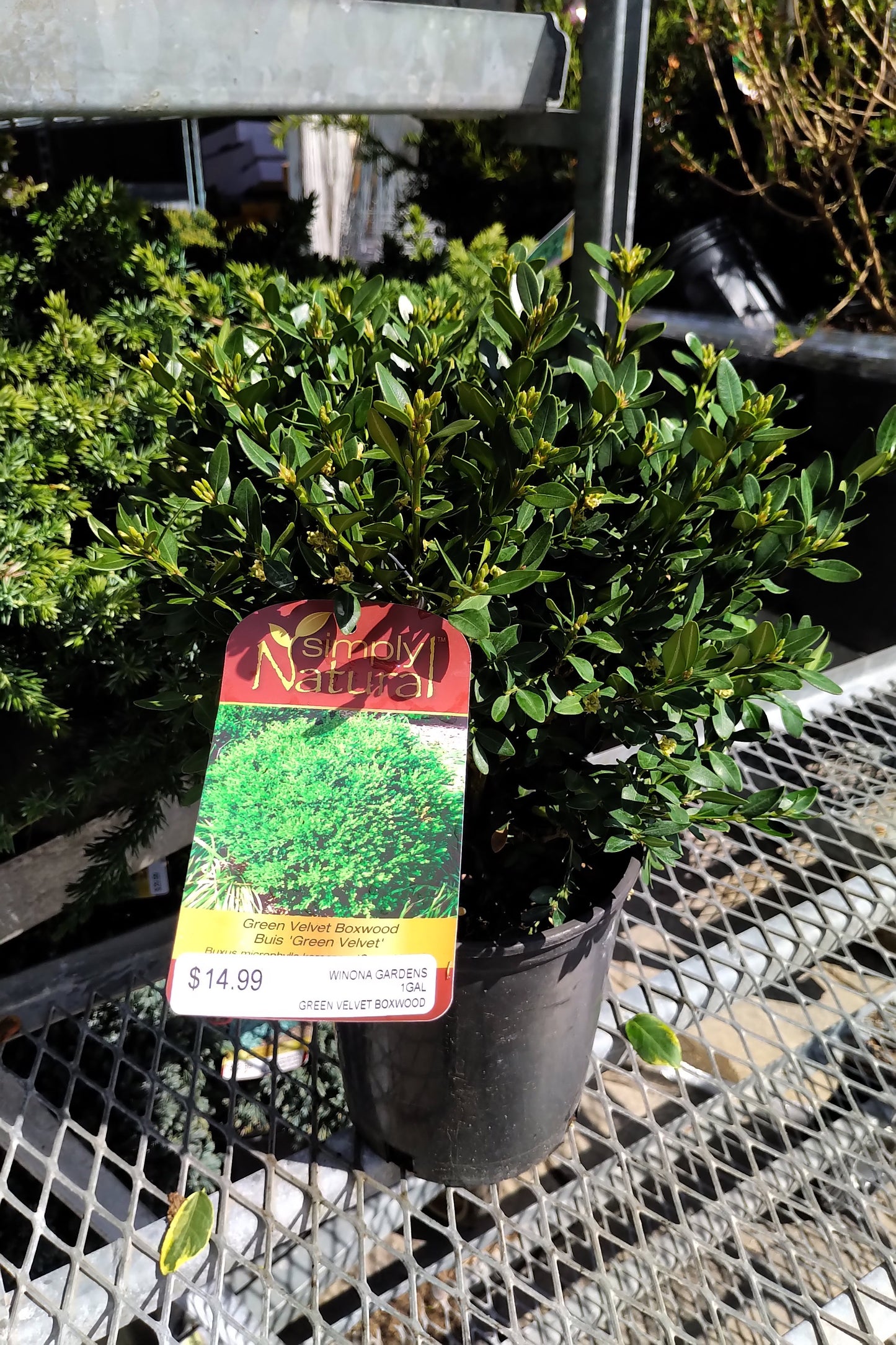 Green Velvet Boxwood