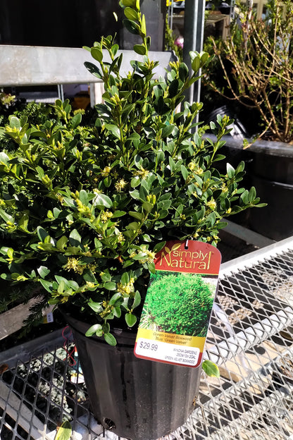 Green Velvet Boxwood