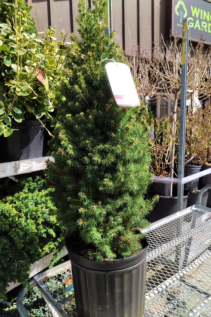 Dwarf Alberta Spruce