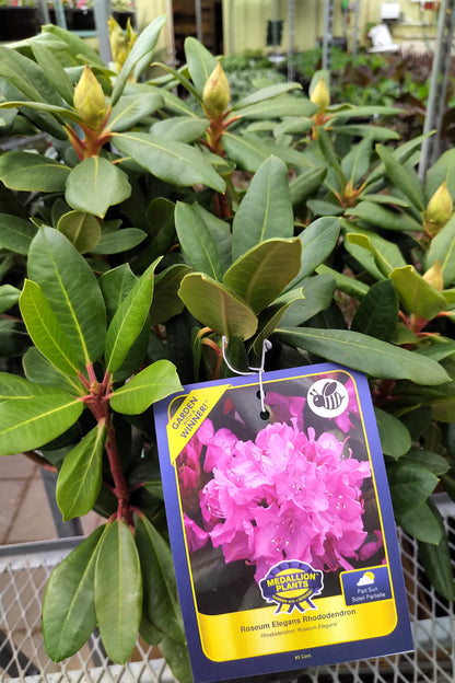 Rhododendron