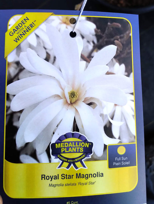 Royal Star Magnolia