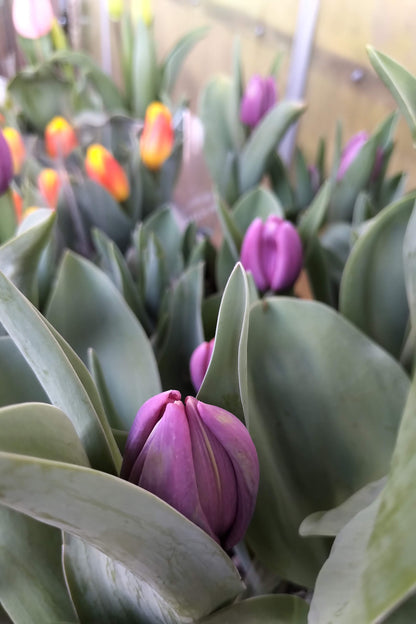 Cut Tulips - Long Stem