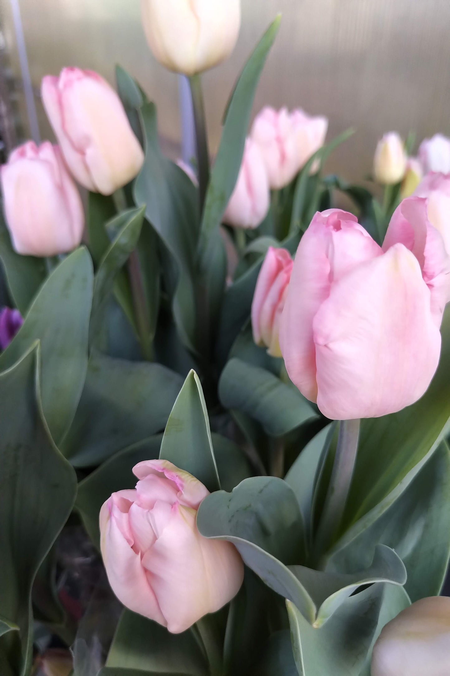 Cut Tulips - Long Stem