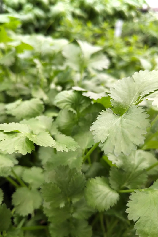 4.5" Organic Cilantro