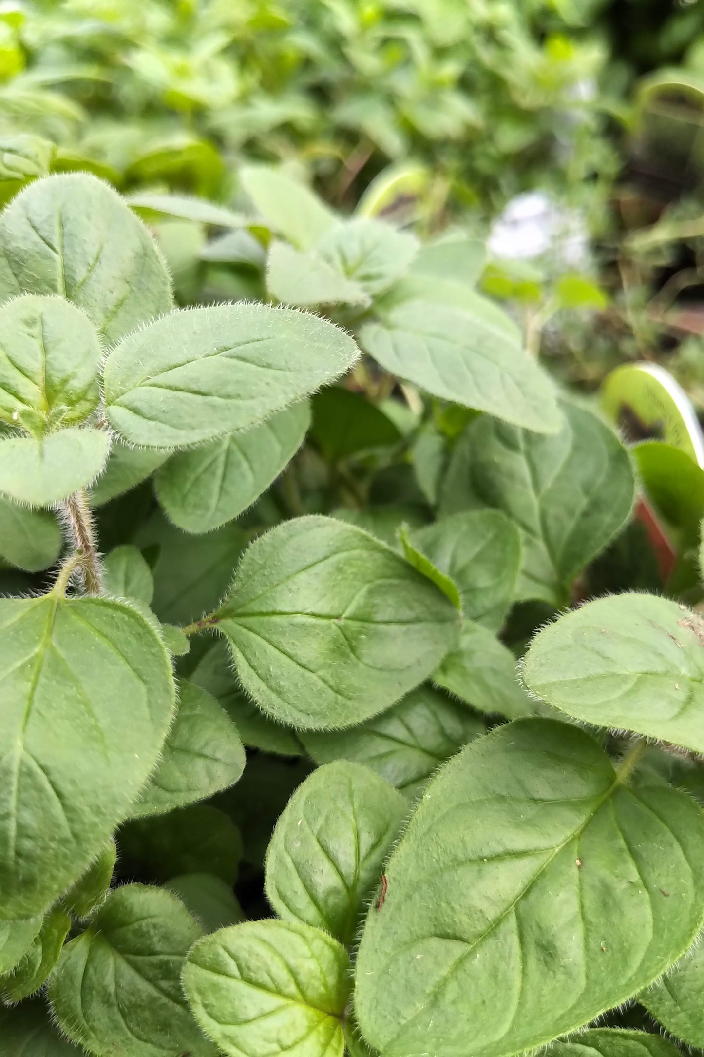 Organic 4" Oregano