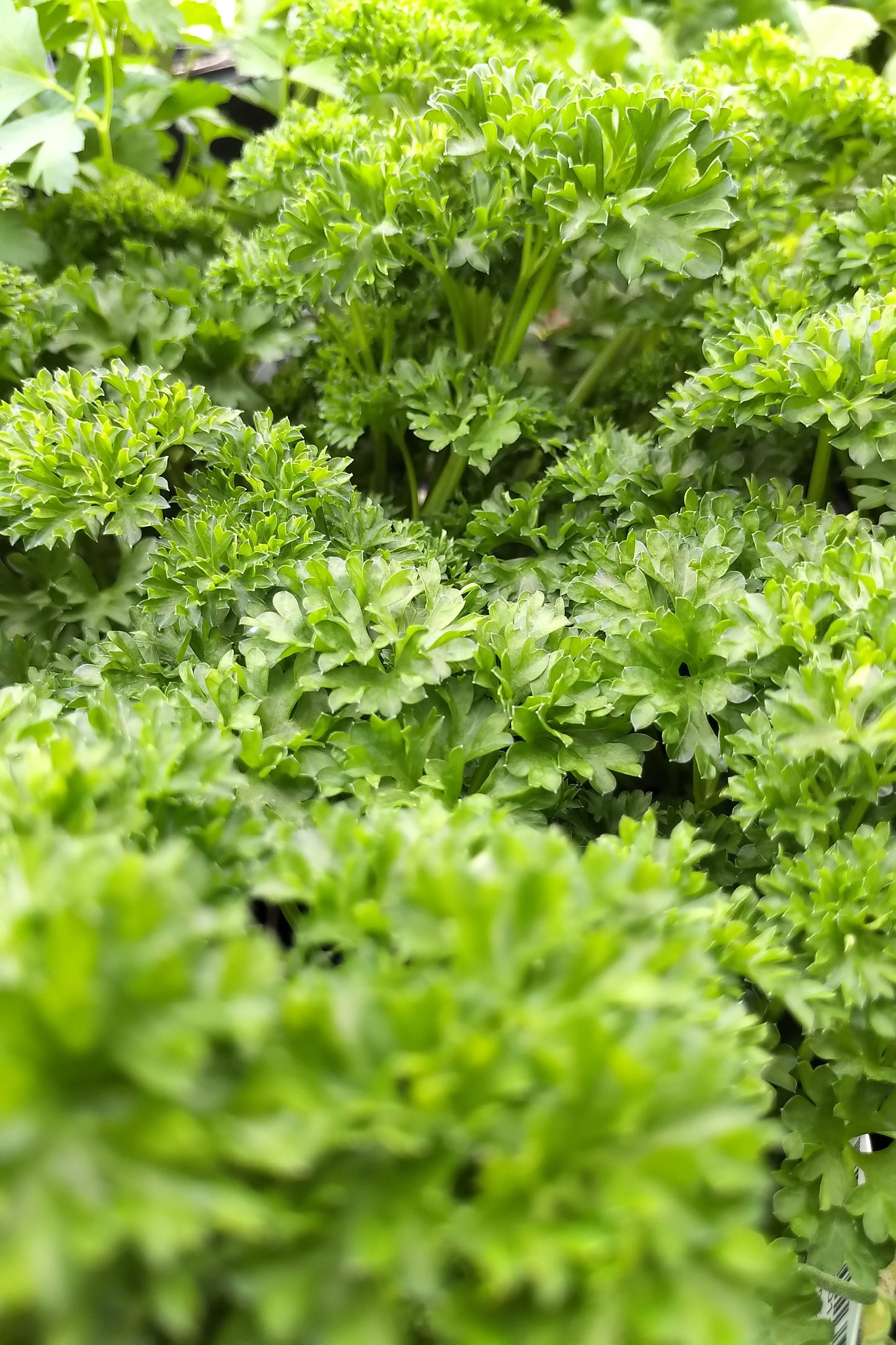 4.5" Organic Parsley