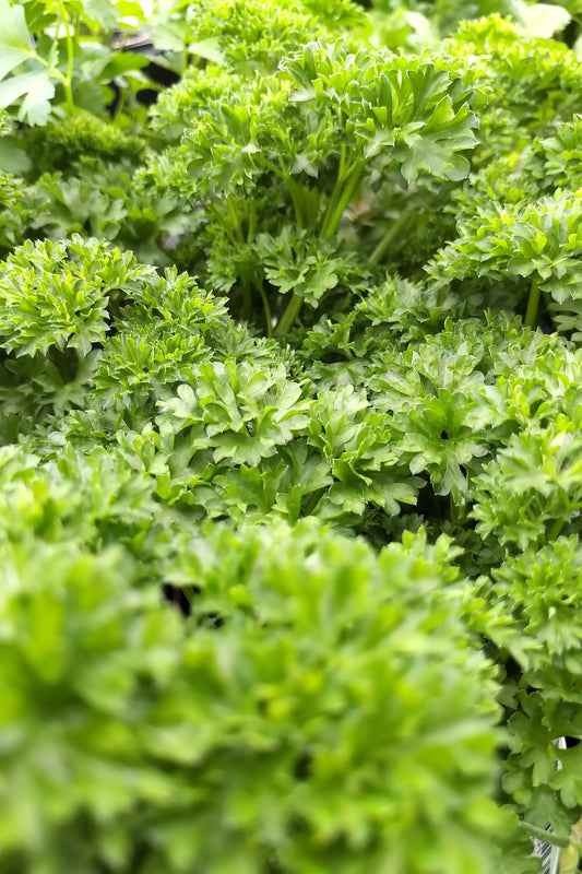 4.5" Organic Parsley